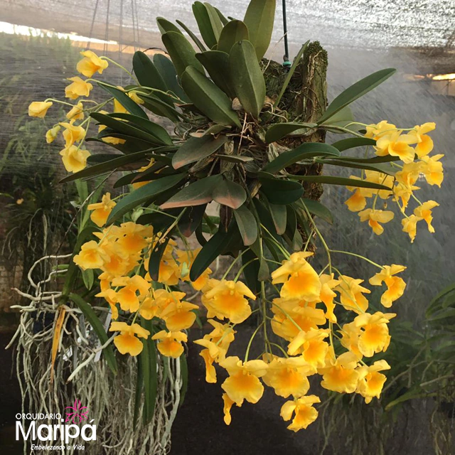 Orquidea Dendrobium Aggregatum amarelo gema espécie - Tam.2