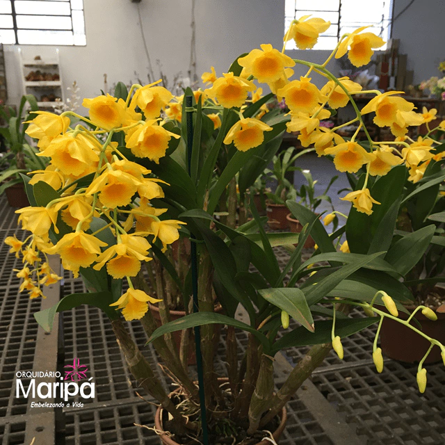 Dendrobium Crysotuxum orquidea cachos pendentes amarelo intenso- Pré-adulta