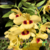 Orquídea Dendrobium Gatton Sunray - Tam.1 - comprar online