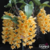 Dendrobium Griffitianum - Tam.3