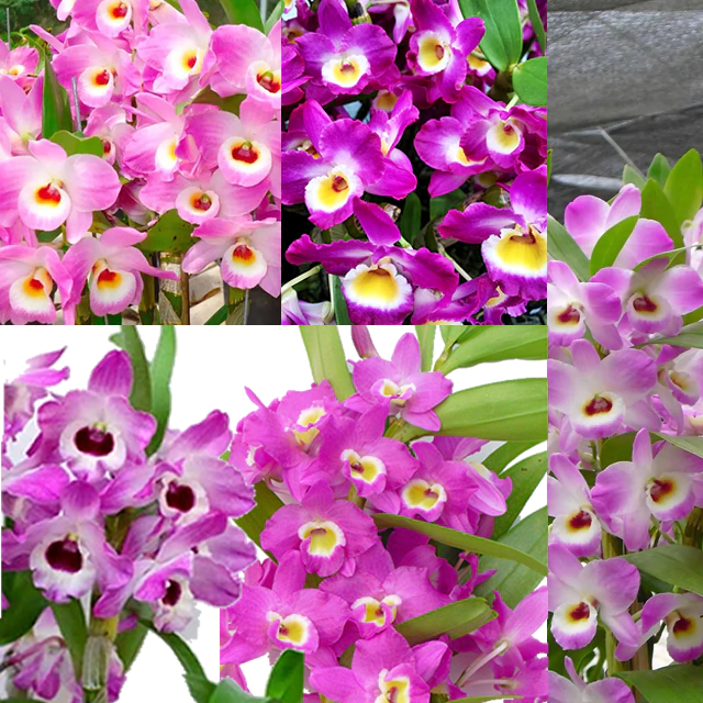Orquídea Dendrobium Nobile - Sem identificação de cor (Pré- Adulta)