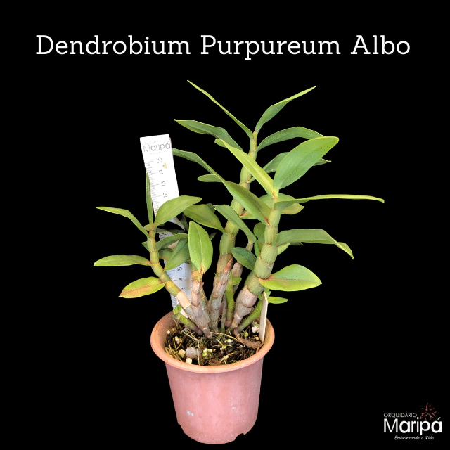 Dendrobium Purpureum Albo orquidea exótica bola de flores -Tam.3
