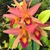 Orquidea Laelia Anceps X C. Aurantiaca flores de porte médio - Pré-Adulta na internet