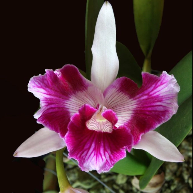 Orquídea Laelia Purpurata Trilabelo- Pré adulta