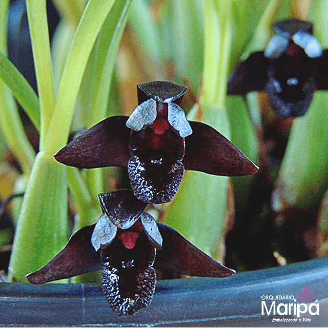Mini Orquídea Brasiliorchis Schunkeana (Orquídea Negra)- Pré Adulta