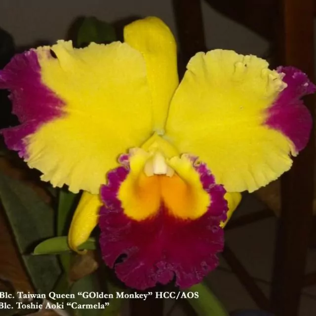 Orquídea (MS292)Blc. Taiwan Queen Golden Monkey X Blc. Toshie Aoki Carmela-  Tam.2 (Meristema)