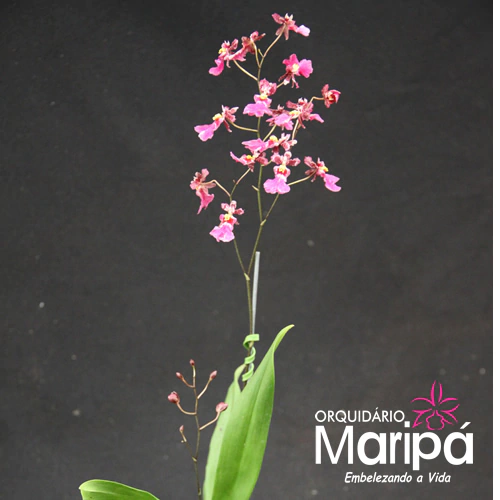 Orquídea Oncidium Red Mini- Pré adulta
