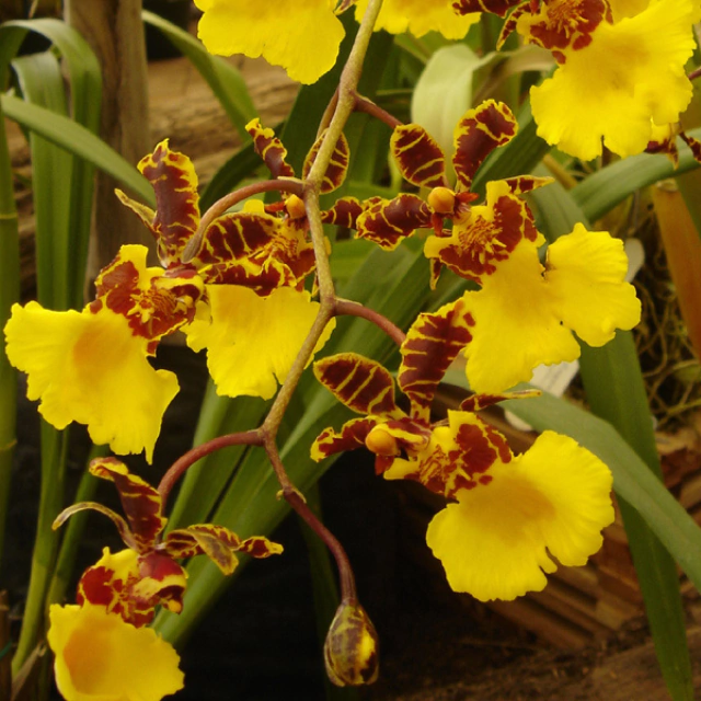 Orquídea Oncidium Copper Falls 