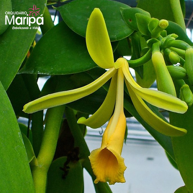 Orquídea Vanilla Planifolia (Baunilha) - Tam.2