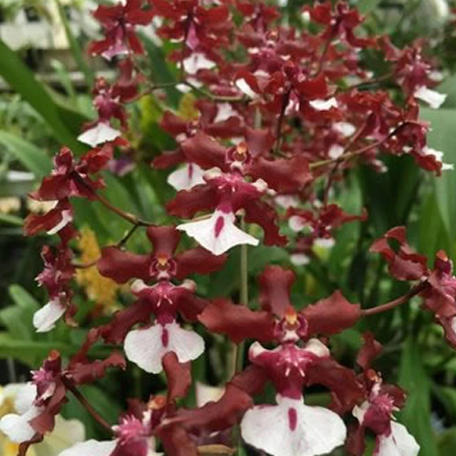 Orquídea Oncidium Sharry Baby cheiro de chocolate- Pré adulta