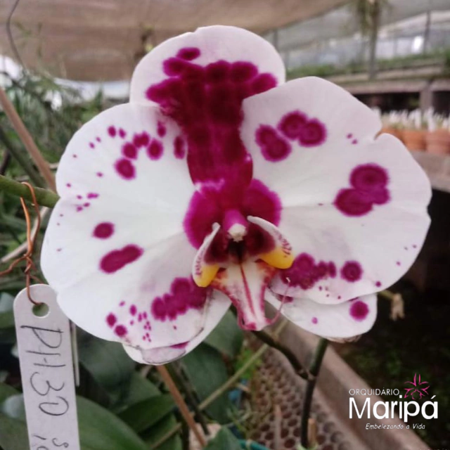 Orquídea Phalaenopsis PH30- Tam. 2