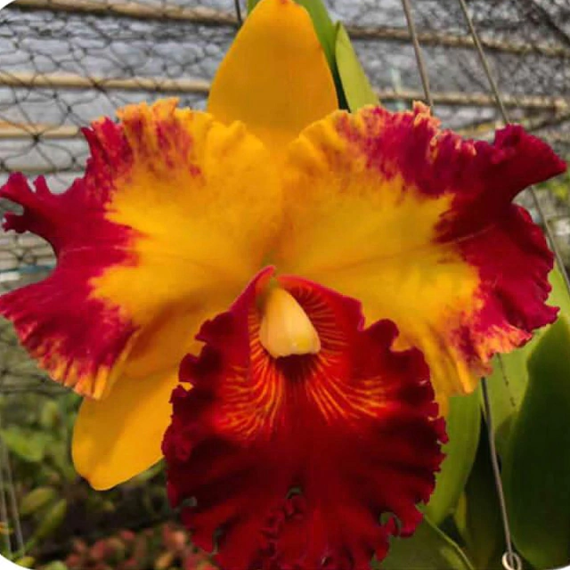 Orquídea cattleya