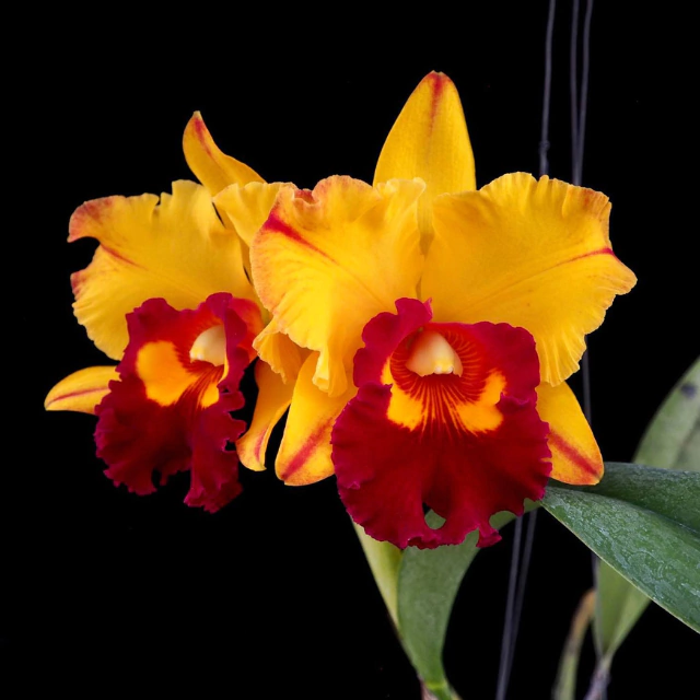 Orquídea Rlc. Liu's Joyance- Tam. 2