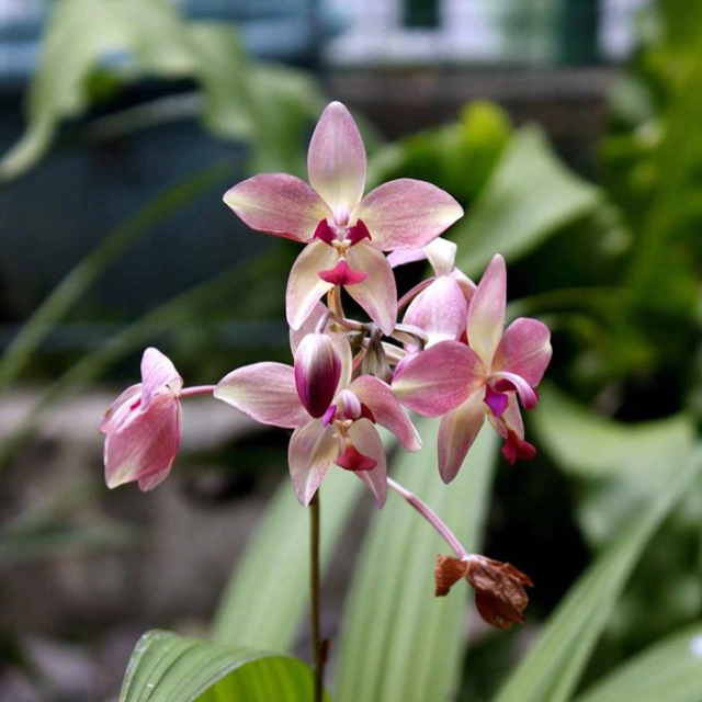 Orquídea Spathoglottis Plicata- Tam. 3