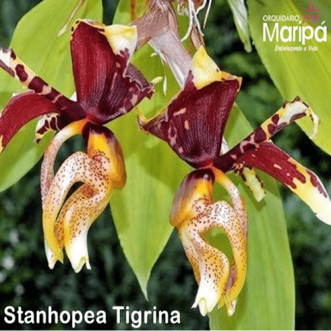 Orquídea Stanhopea Tigrina Tam.3 - Orquidário Maripá