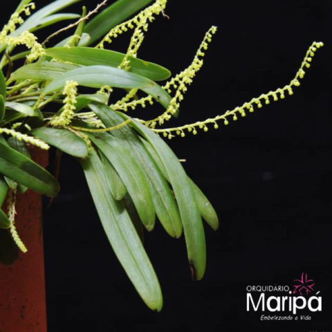 Orquídea Stelis Aprica - Tam. 3 - Orquidário Maripá