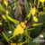 Orquídea Ankra. Gilded Tower Sunburst- Pré-Adulta - comprar online