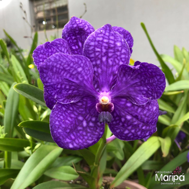 Orquídea Vanda Pachara Delight Pré-adulta