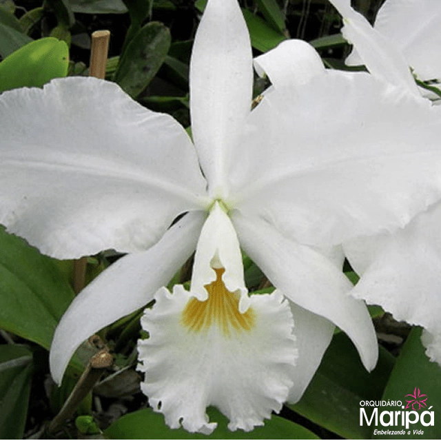Orquídea Especial C. Warnerii Alba Ricardo Bells- Tam.1