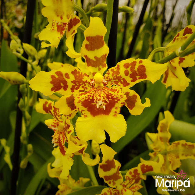 Orquídea Wilsonara Ouro Árvore Brazil- Pré adulta