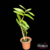 Dendrobium Usitae - Pré Adulta - loja online