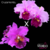 Orquídea Blc. Raye Holmes Newberry X Lc Everett Dirksen - Pré-Adulta