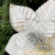 Vara con Flor Estrella Federal Blanca tamaño XL PREMIUM - comprar online