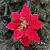 Vara con Flor Estrella Federal Roja combinada tamaño XL PREMIUM
