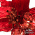 Vara con flor Estrella Federal XL Premium Roja - comprar online