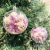 Set x 6 Globos transparentes con Flores Secas Lilas N6 - tienda online