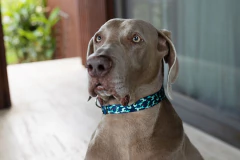 SALE COLLAR KOI - comprar online