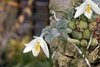 Constantia cipoensis - comprar online
