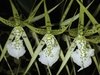 Brassia verrucosa na internet
