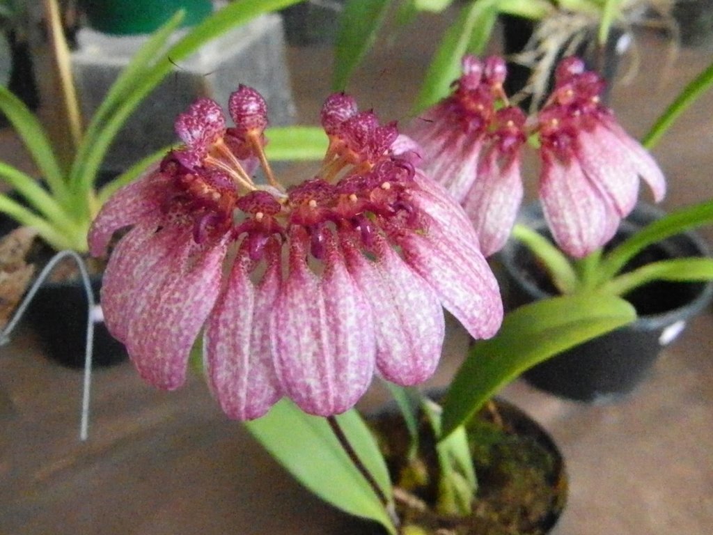 Bulbophyllum eberhardtii - Comprar em OrquideaShop