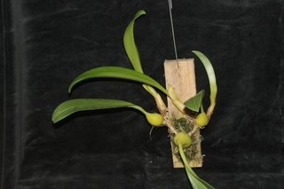 Bulbophyllum lobbii - comprar online