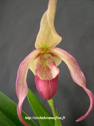 Paphiopedilum schroederae - Comprar em OrquideaShop