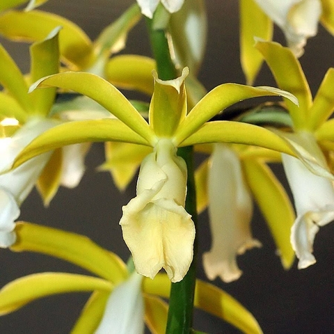 Phaius tankerville (Orquídea Chapéu de freira)