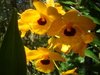 Dendrobium fimbriatum var. oculatum - comprar online