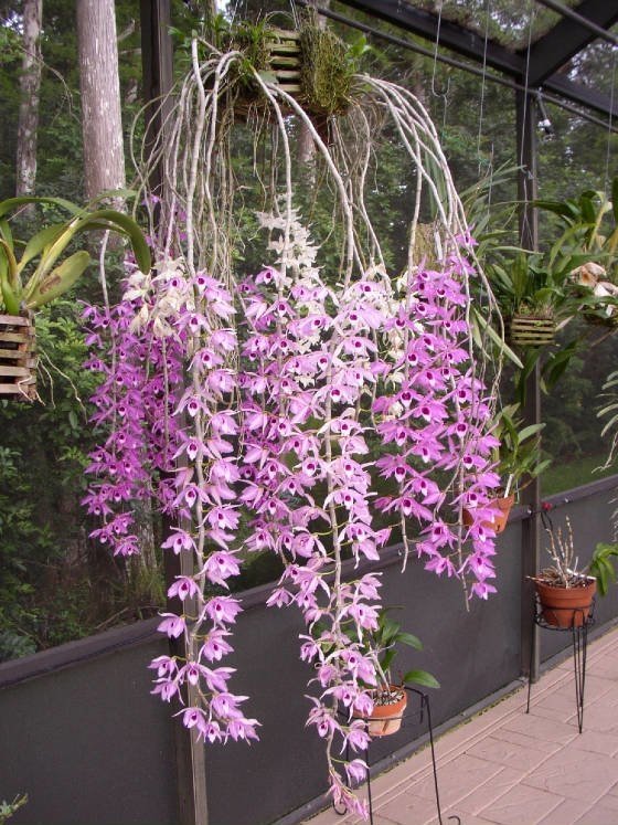 Dendrobium superbum (anosmum) - Comprar em OrquideaShop