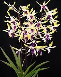 Dendrobium pixie princess - comprar online