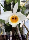 Dendrobium bensoniae - comprar online