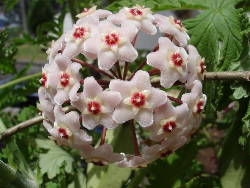 Hoya Australis - Flor De Cera - Comprar em OrquideaShop