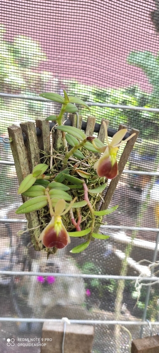 Epidendrum porpax na internet