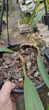 Bulbophyllum affine na internet