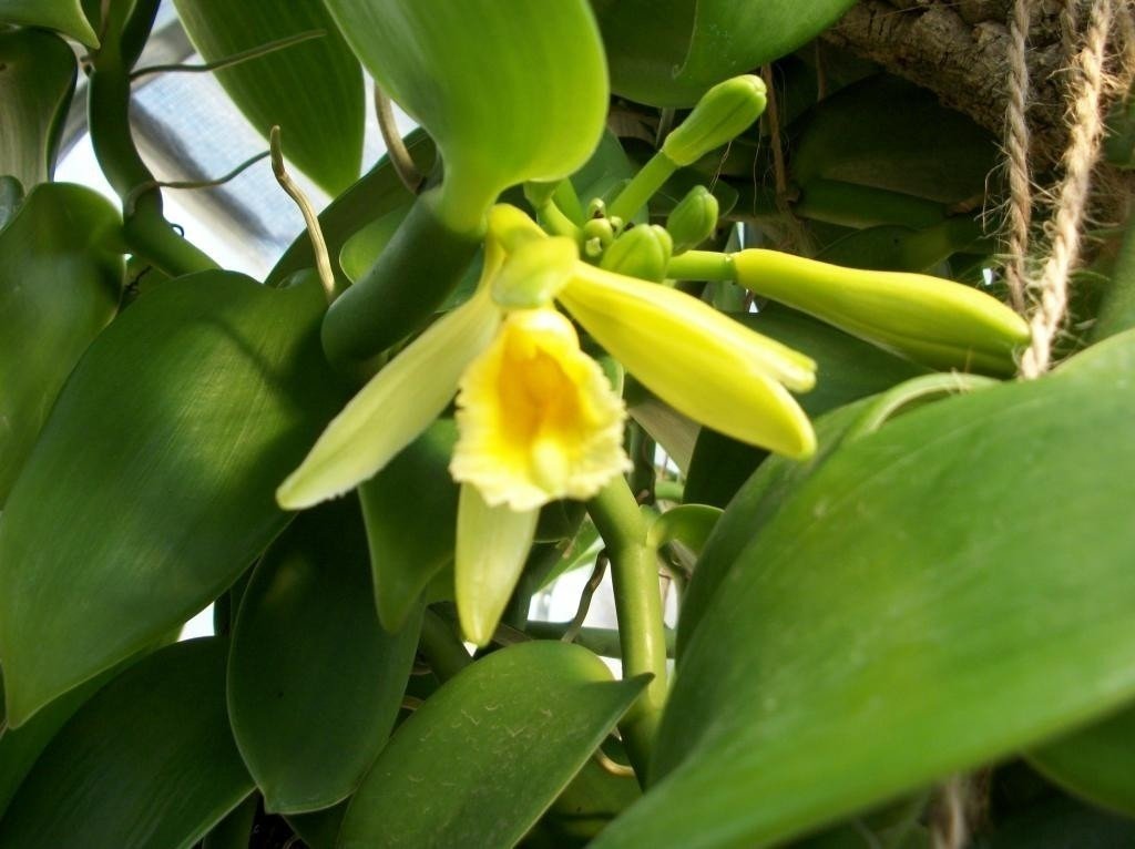 Vanilla planifolia - Orquídea Baunilha 30 cm
