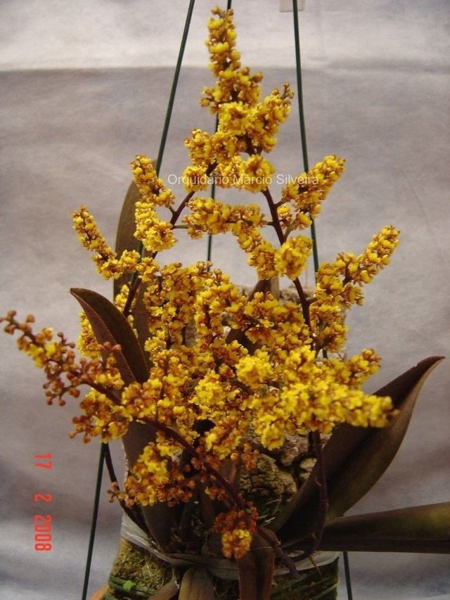 Oncidium pumilum (Lophiaris pumila) - OrquideaShop