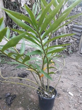 Dendrobium fimbriatum var. oculatum - loja online