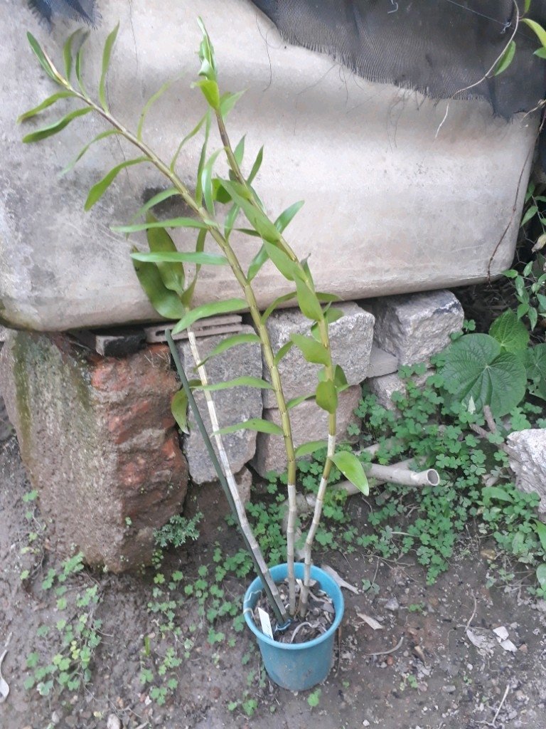 Dendrobium moschatum - Comprar em OrquideaShop
