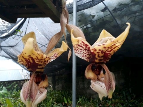 Stanhopea - OrquideaShop