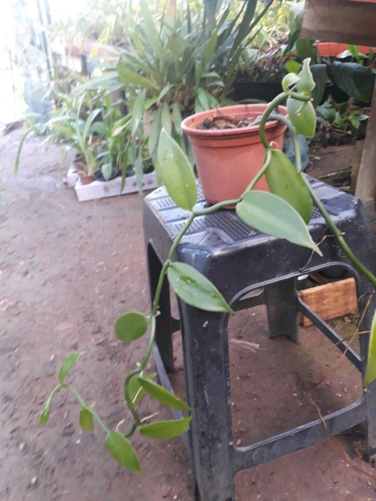 Vanilla planifolia - Orquídea Baunilha 30 cm